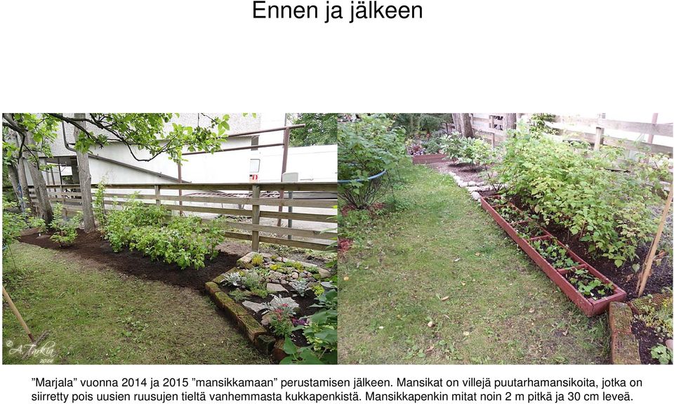 Mansikat on villejä puutarhamansikoita, jotka on siirretty