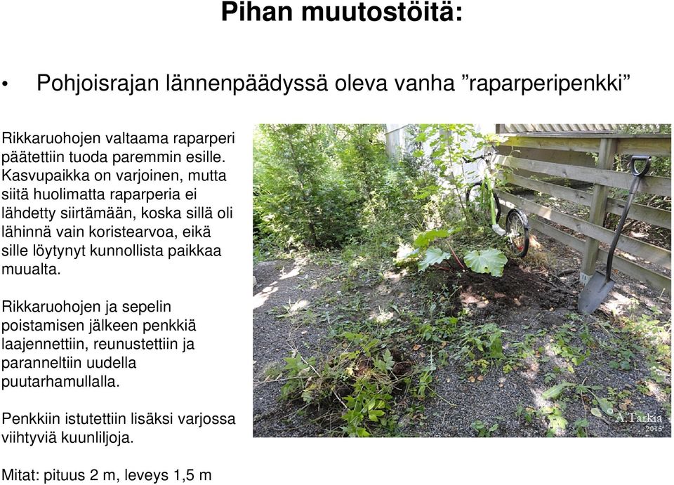 Kasvupaikka on varjoinen, mutta siitä huolimatta raparperia ei lähdetty siirtämään, koska sillä oli lähinnä vain koristearvoa, eikä