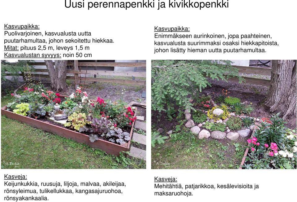 kasvualusta suurimmaksi osaksi hiekkapitoista, johon lisätty hieman uutta puutarhamultaa.