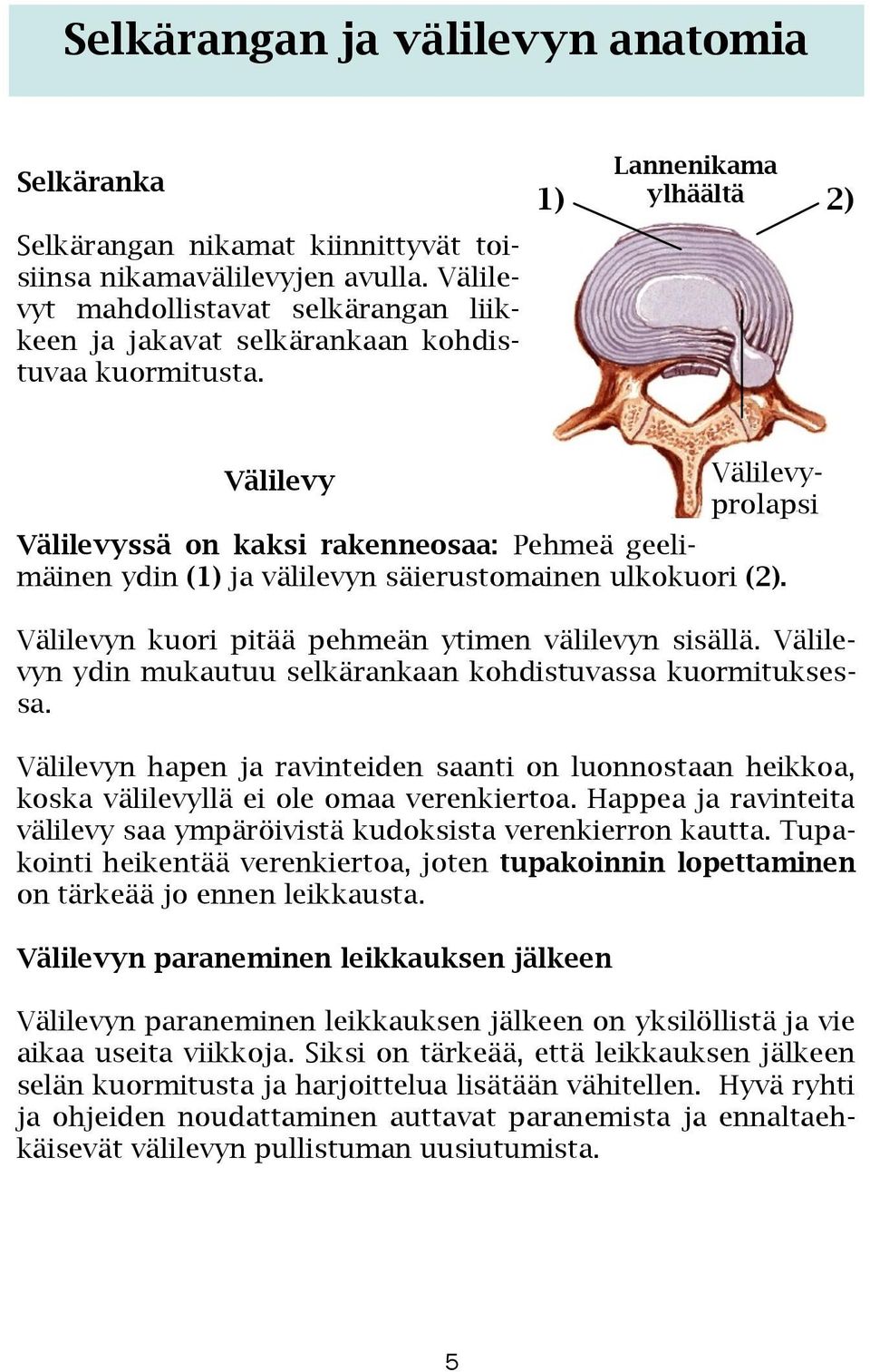 Lannenikama ylhäältä 1) 2) Välilevy Välilevyssä on kaksi rakenneosaa: Pehmeä geelimäinen ydin (1) ja välilevyn säierustomainen ulkokuori (2). Välilevyn kuori pitää pehmeän ytimen välilevyn sisällä.