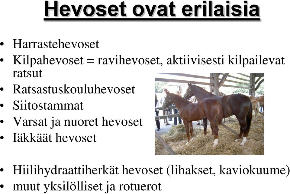 Ratsastuskouluhevoset Siitostammat Varsat ja nuoret hevoset
