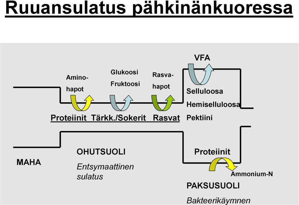 /Sokerit Rasvat Selluloosa Hemiselluloosa Pektiini MAHA