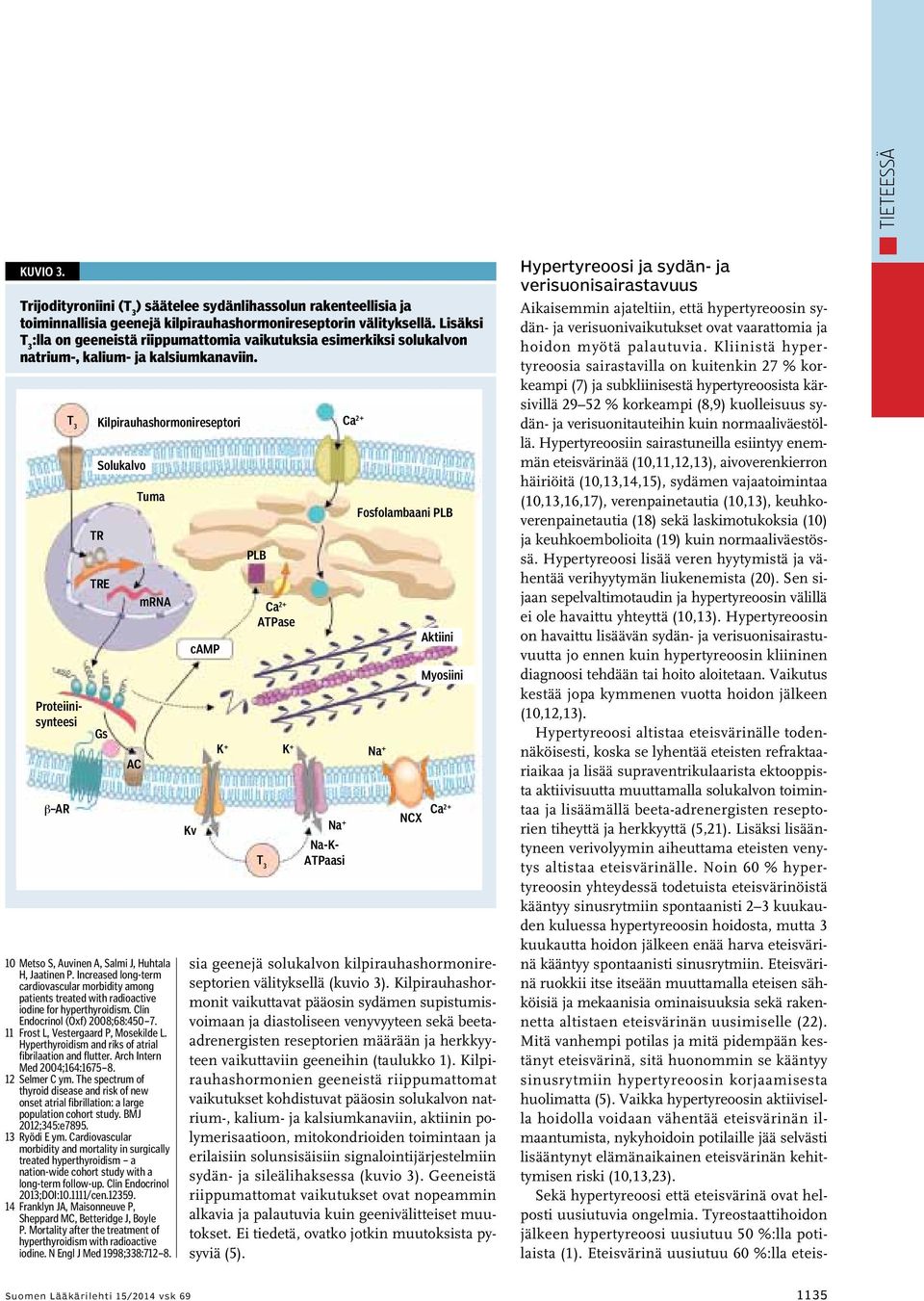 Proteiinisynteesi β AR TR Kilpirauhashormonireseptori Solukalvo TRE Gs AC Tuma mrna 10 Metso S, Auvinen A, Salmi J, Huhtala H, Jaatinen P.