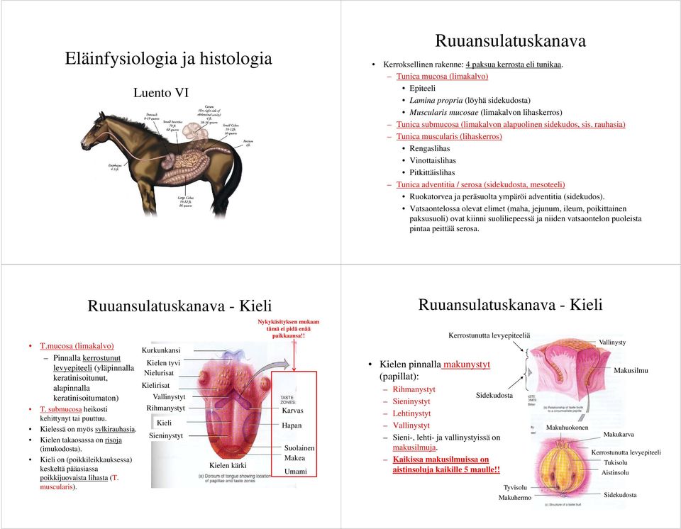 rauhasia) Tunica muscularis (lihaskerros) Rengaslihas Vinottaislihas Pitkittäislihas Tunica adventitia / serosa (sidekudosta, mesoteeli) Ruokatorvea ja peräsuolta ympäröi adventitia (sidekudos).