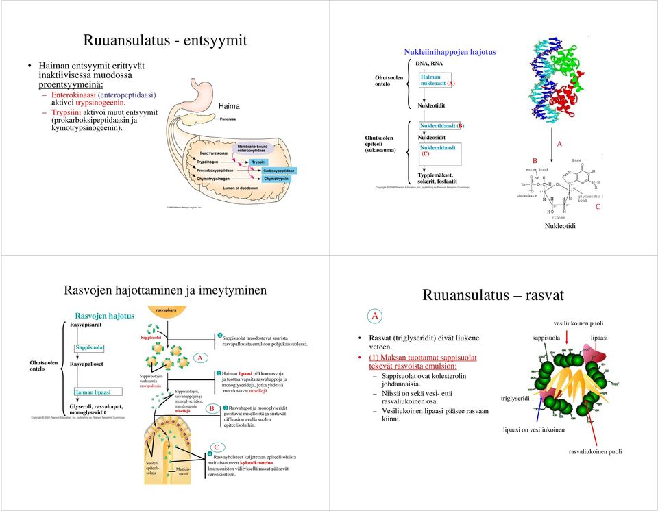 Haima epiteeli (sukasauma) Nukleiinihappojen ih hajotus DNA, RNA Haiman nukleaasit (A) Nukleotidit Nukleotidaasit (B) Nukleosidit Nukleosidaasit (C) B A Typpiemäkset, sokerit, fosfaatit C Nukleotidi