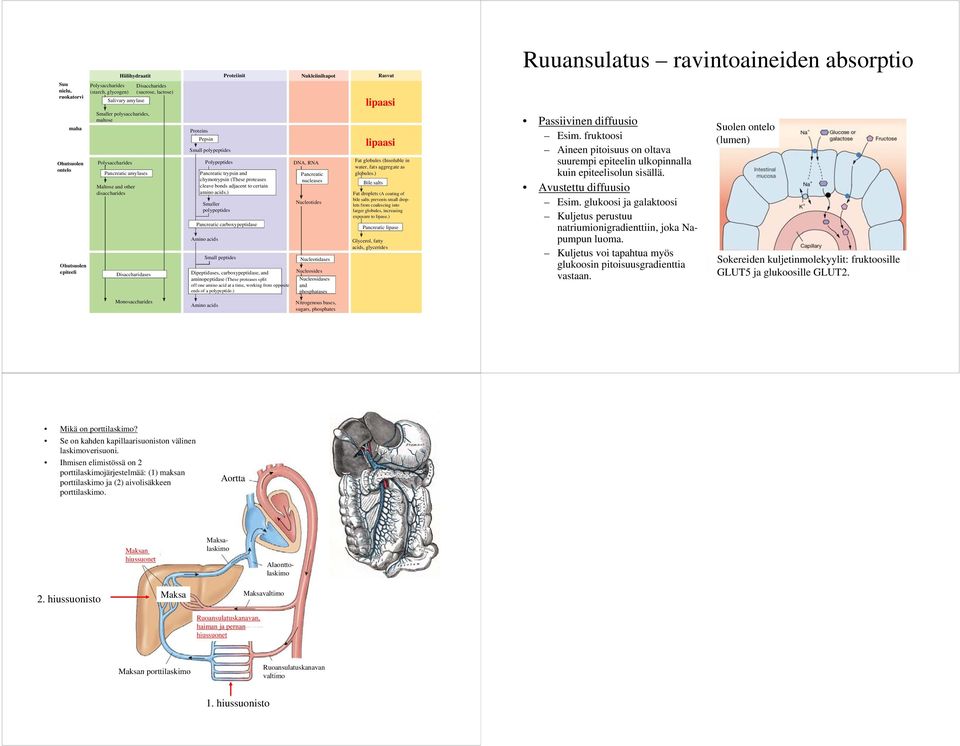 adjacent to certain disaccharides amino acids.