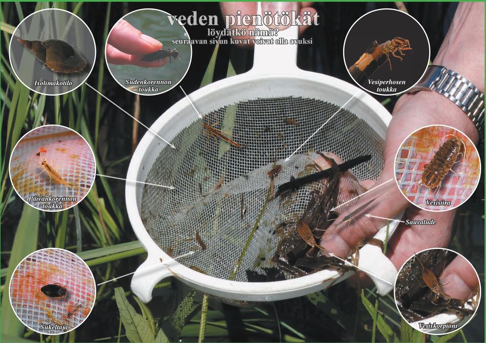 Isolimakotilo Sudenkorennon toukka Vesiperhosen