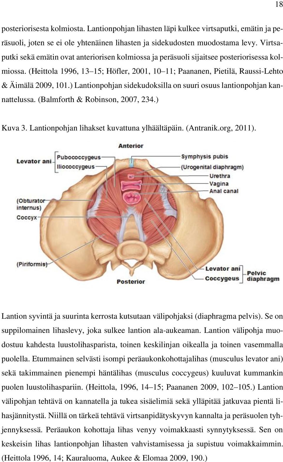 ) Lantionpohjan sidekudoksilla on suuri osuus lantionpohjan kannattelussa. (Balmforth & Robinson, 2007, 234.) Kuva 3. Lantionpohjan lihakset kuvattuna ylhäältäpäin. (Antranik.org, 2011).