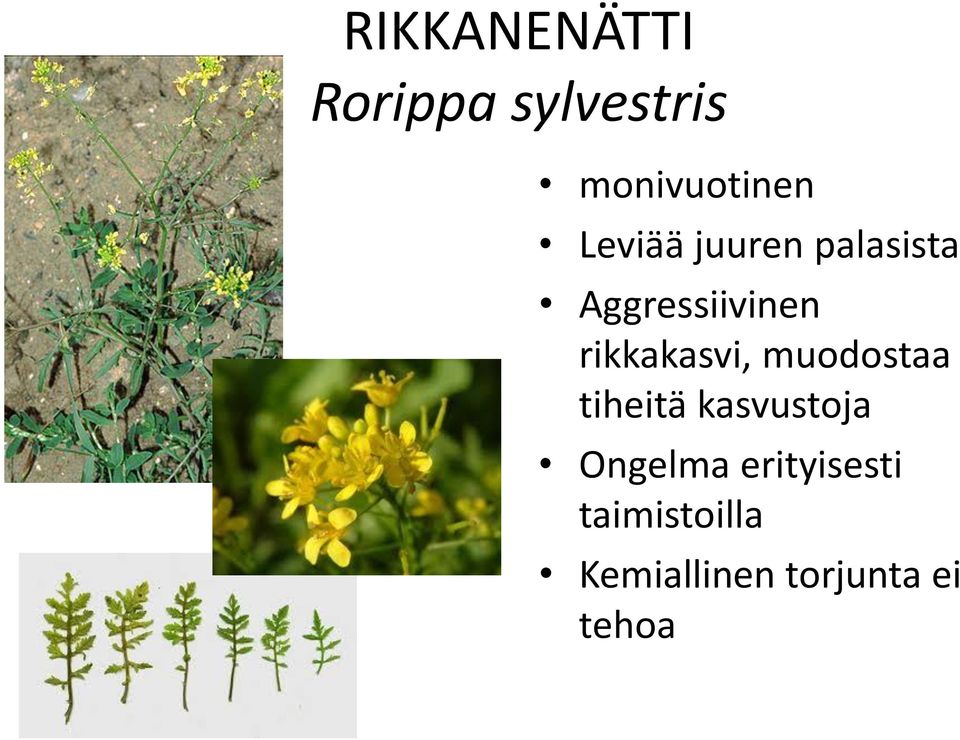 rikkakasvi, muodostaa tiheitä kasvustoja