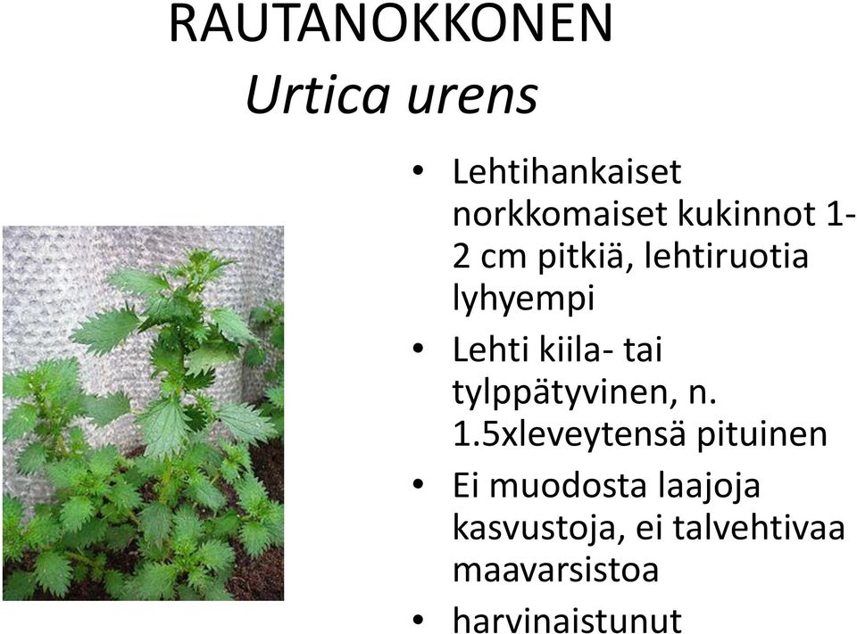 tai tylppätyvinen, n. 1.