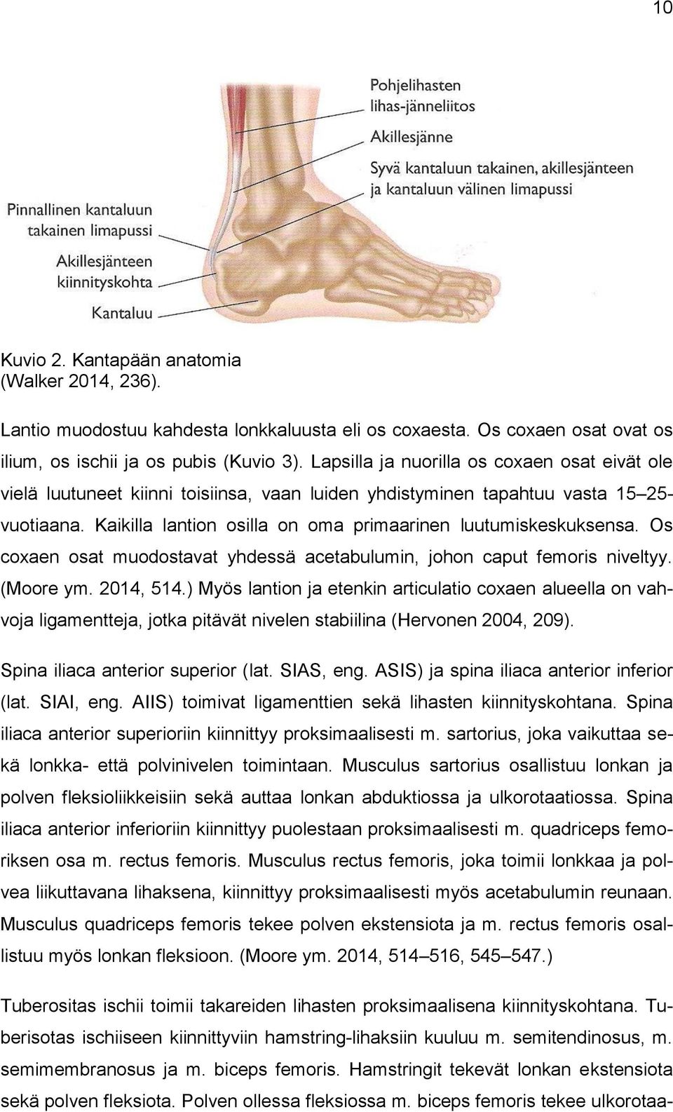 Kaikilla lantion osilla on oma primaarinen luutumiskeskuksensa. Os coxaen osat muodostavat yhdessä acetabulumin, johon caput femoris niveltyy. (Moore ym. 2014, 514.