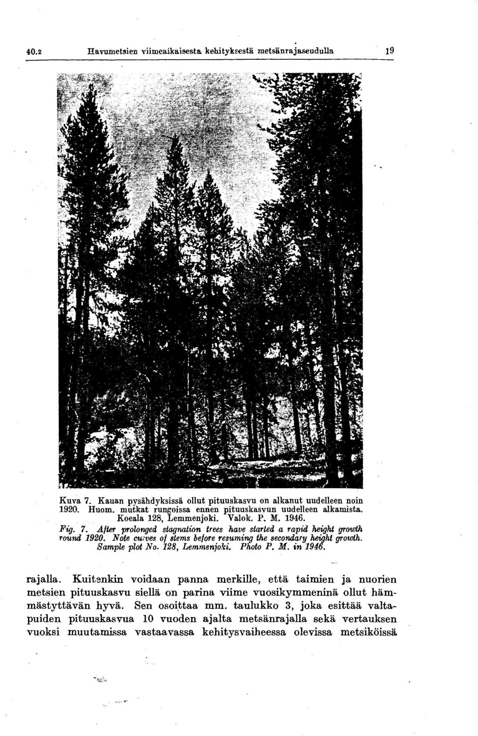 Note CUives of stems before resuming the secondary height growth. Sample plot No. 128, Lemmenjo.lci. Photo P. M. in 1946. rajalla.