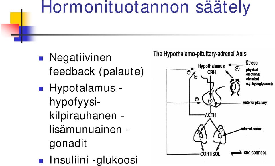 Hypotalamus -