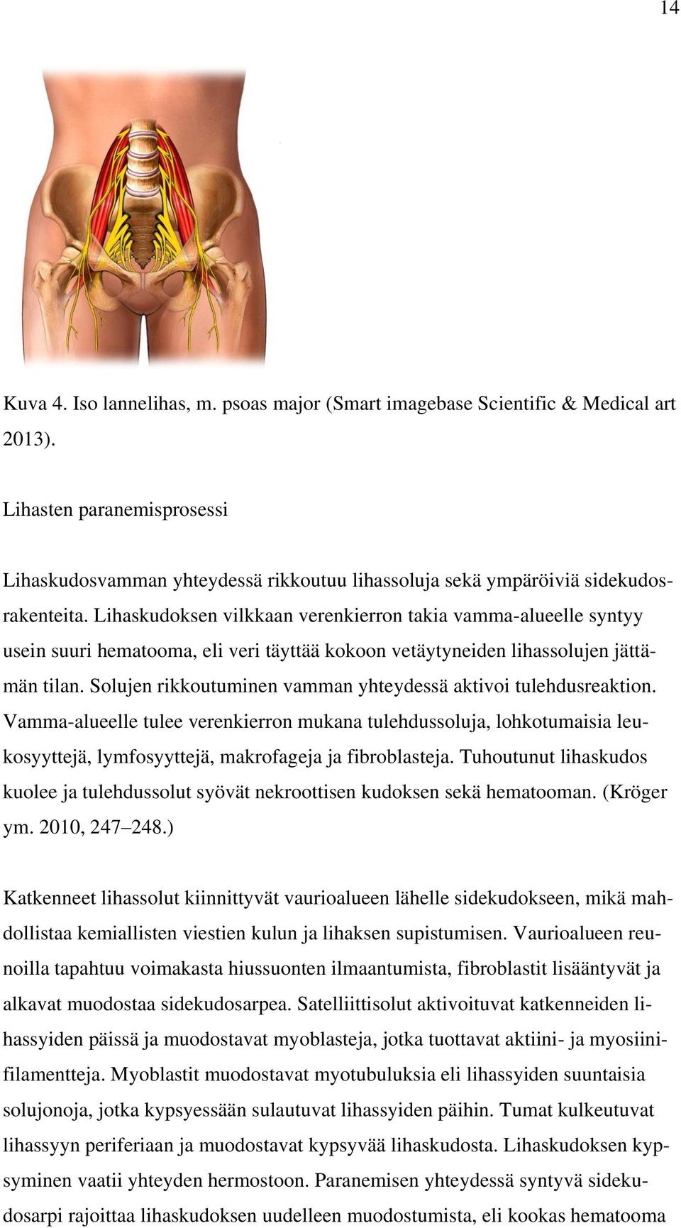 Lihaskudoksen vilkkaan verenkierron takia vamma-alueelle syntyy usein suuri hematooma, eli veri täyttää kokoon vetäytyneiden lihassolujen jättämän tilan.