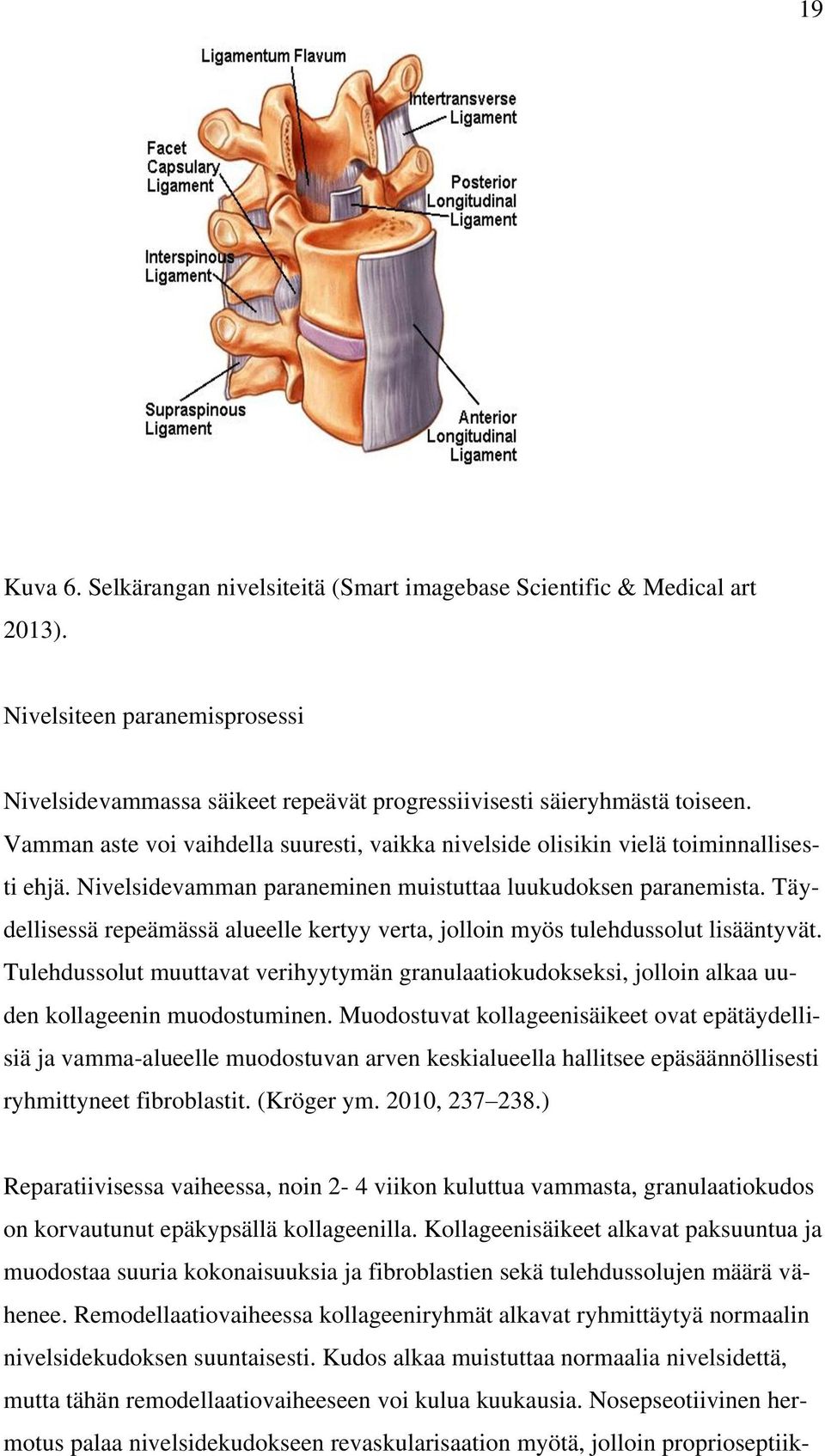 Täydellisessä repeämässä alueelle kertyy verta, jolloin myös tulehdussolut lisääntyvät. Tulehdussolut muuttavat verihyytymän granulaatiokudokseksi, jolloin alkaa uuden kollageenin muodostuminen.
