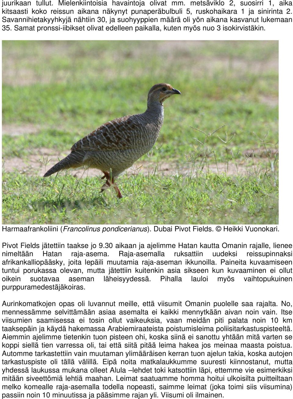 Harmaafrankoliini (Francolinus pondicerianus). Dubai Pivot Fields. Heikki Vuonokari. Pivot Fields jätettiin taakse jo 9.