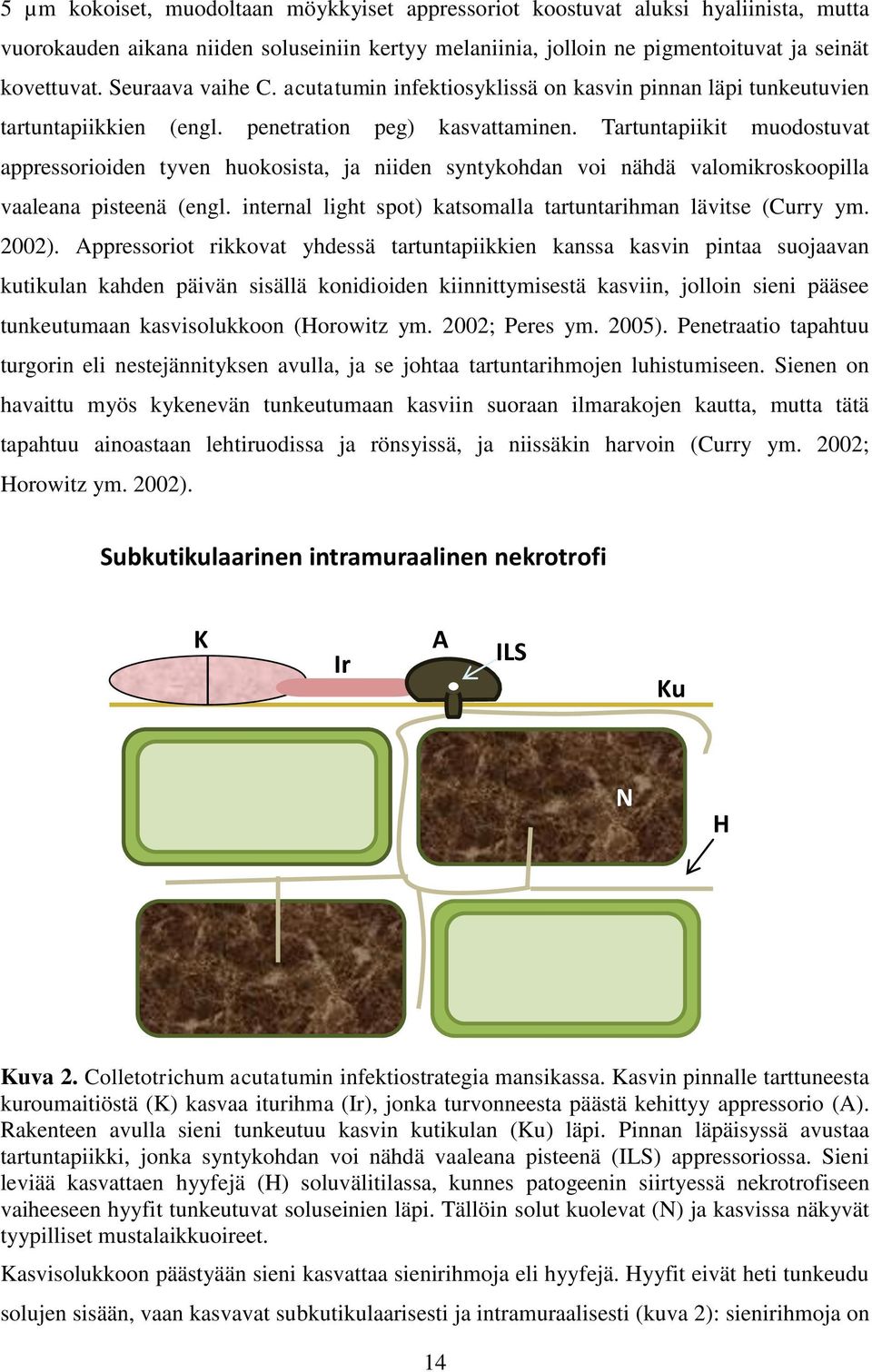 Tartuntapiikit muodostuvat appressorioiden tyven huokosista, ja niiden syntykohdan voi nähdä valomikroskoopilla vaaleana pisteenä (engl.