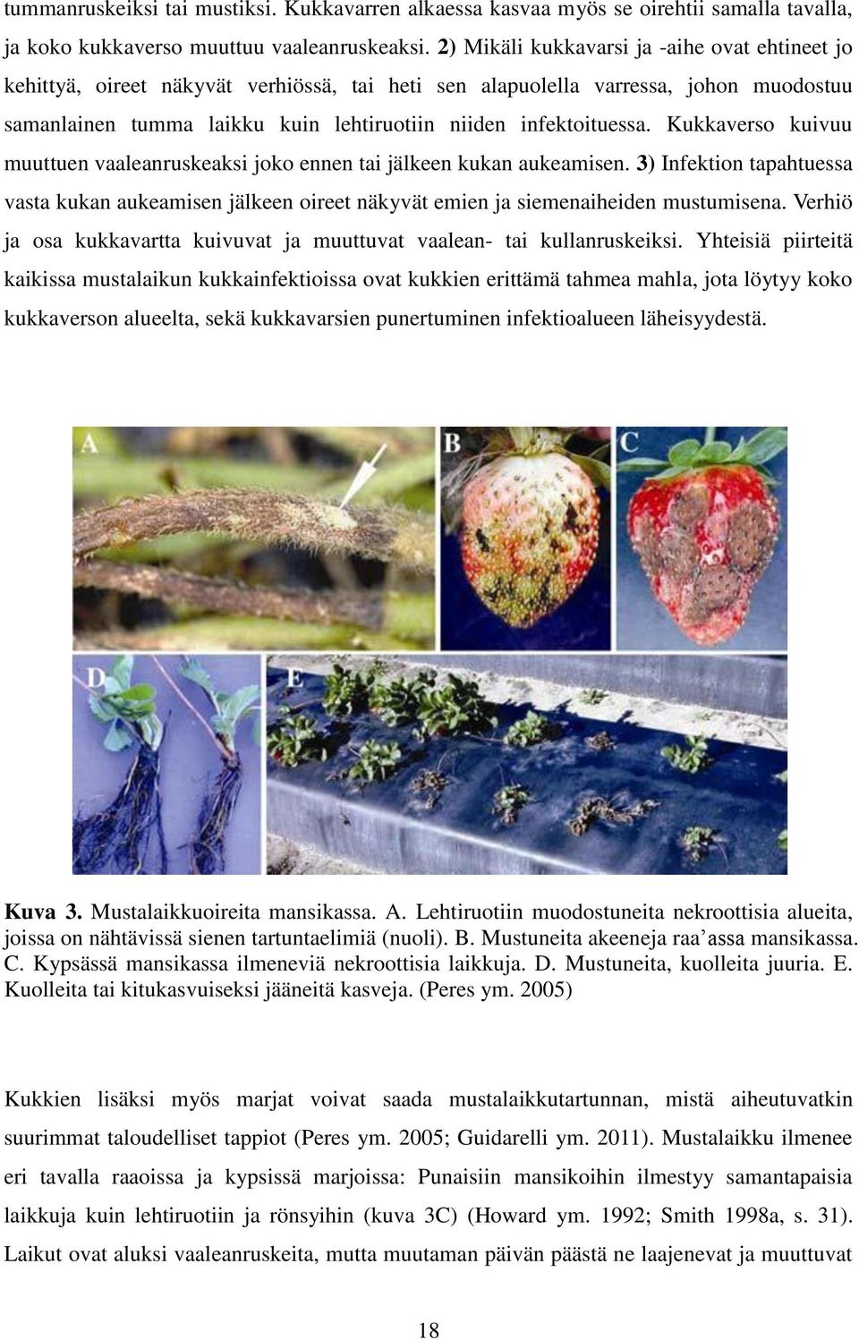Kukkaverso kuivuu muuttuen vaaleanruskeaksi joko ennen tai jälkeen kukan aukeamisen. 3) Infektion tapahtuessa vasta kukan aukeamisen jälkeen oireet näkyvät emien ja siemenaiheiden mustumisena.