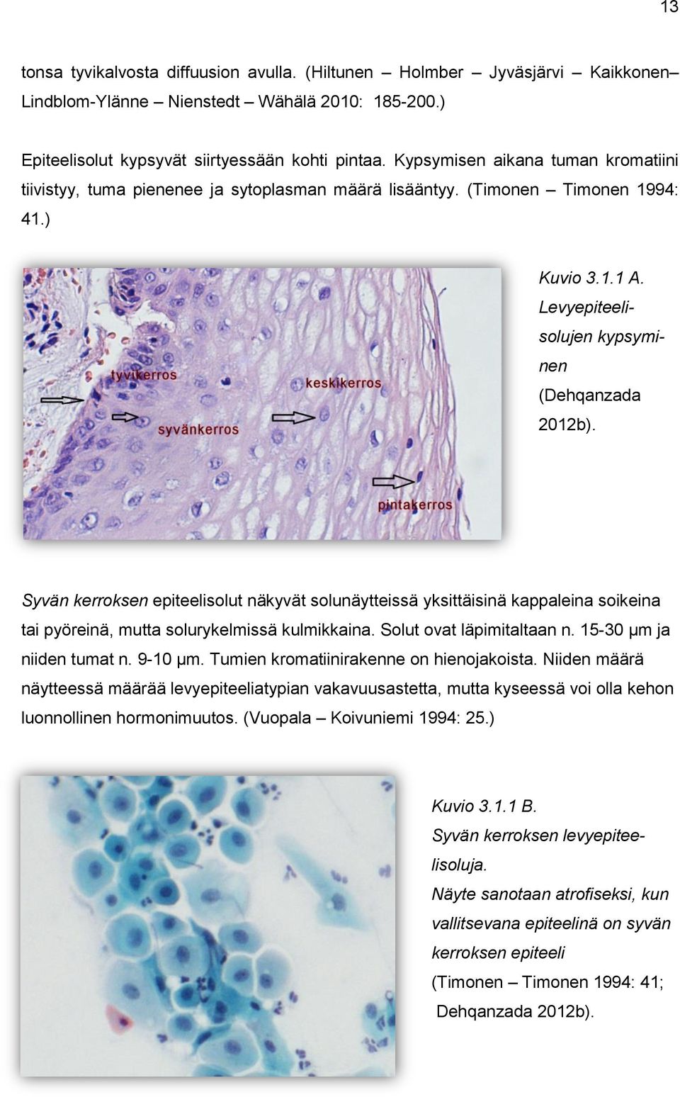 Syvän kerroksen epiteelisolut näkyvät solunäytteissä yksittäisinä kappaleina soikeina tai pyöreinä, mutta solurykelmissä kulmikkaina. Solut ovat läpimitaltaan n. 15-30 µm ja niiden tumat n. 9-10 µm.