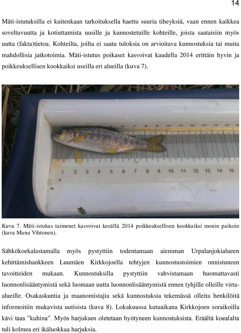 Mäti-istutus poikaset kasvoivat kaudella 2014 erittäin hyvin ja poikkeuksellisen kookkaiksi useilla eri alueilla (kuva 7). 14 Kuva 7.