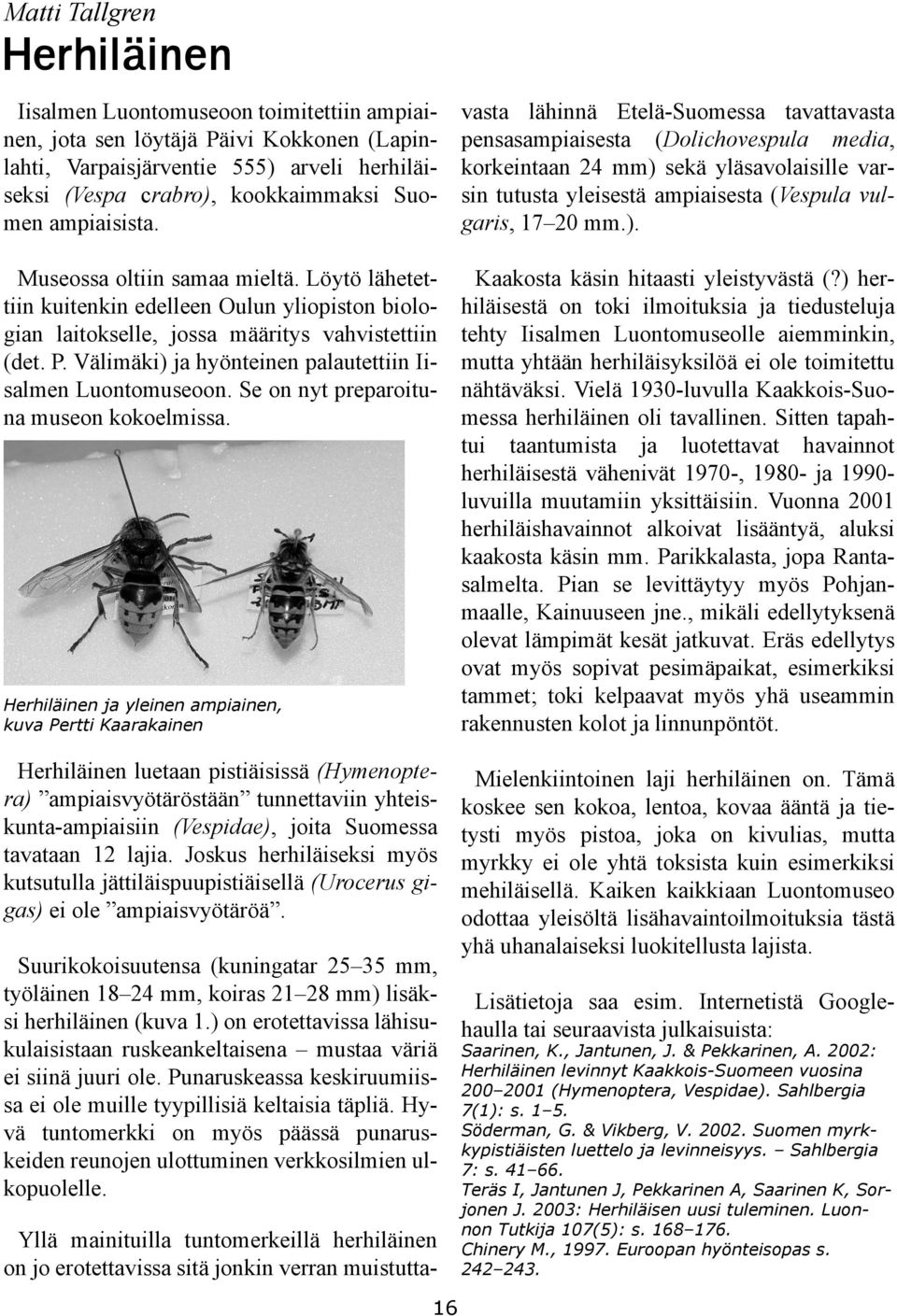 vasta lähinnä Etelä-Suomessa tavattavasta pensasampiaisesta (Dolichovespula media, korkeintaan 24 mm) sekä yläsavolaisille varsin tutusta yleisestä ampiaisesta (Vespula vulgaris, 17 20 mm.). Museossa oltiin samaa mieltä.