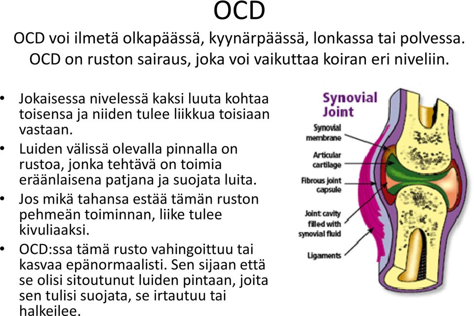 Luiden välissä olevalla pinnalla on rustoa, jonka tehtävä on toimia eräänlaisena patjana ja suojata luita.