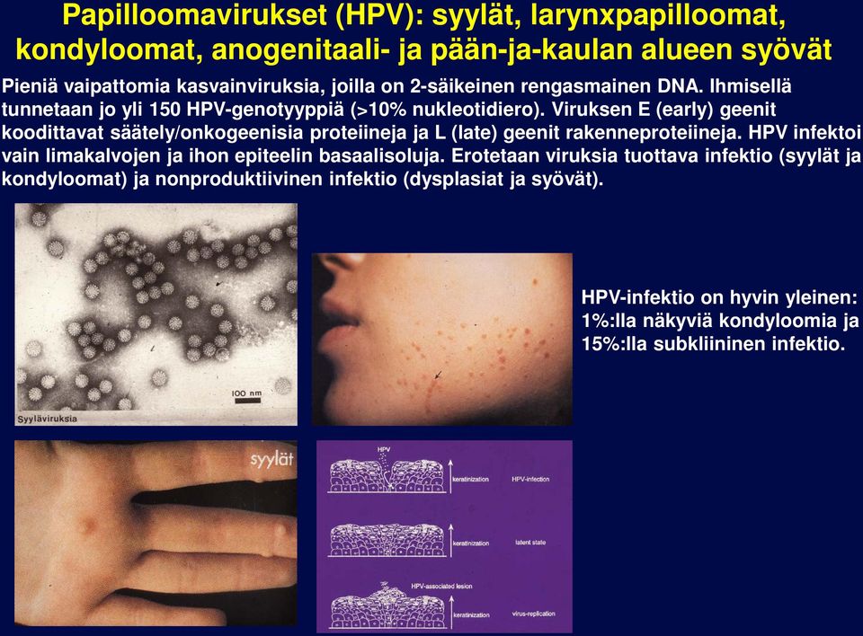 Viruksen E (eary) geenit koodittavat säätey/onkogeenisia proteiineja ja L (ate) geenit rakenneproteiineja.