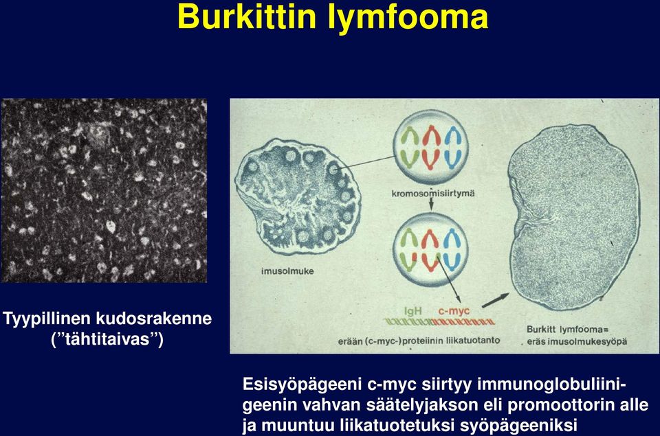 immunogobuiinigeenin vahvan sääteyjakson ei