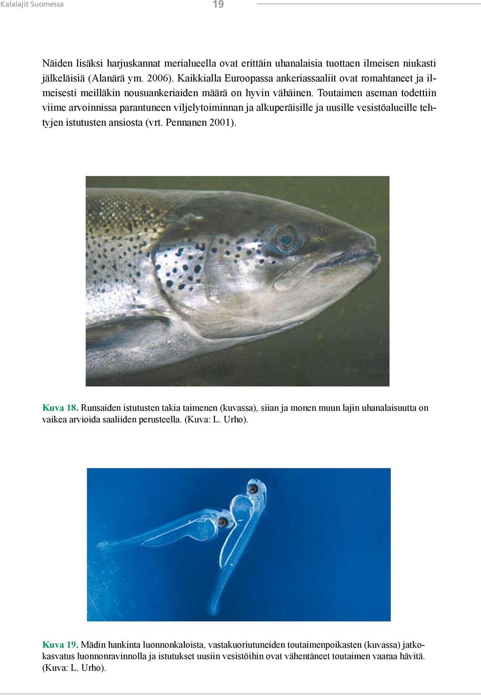 Toutaimen aseman todettiin viime arvoinnissa parantuneen viljelytoiminnan ja alkuperäisille ja uusille vesistöalueille tehtyjen istutusten ansiosta (vrt. Pennanen 2001). Kuva 18.