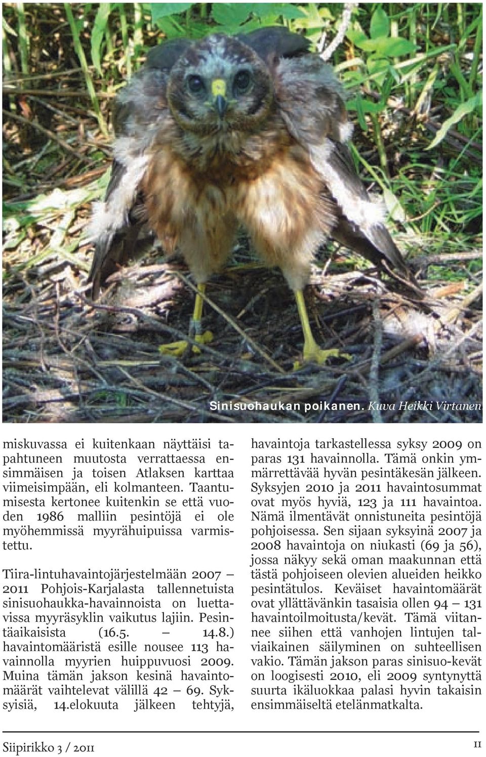 Tiira-lintuhavaintojärjestelmään 2007 2011 Pohjois-Karjalasta tallennetuista sinisuohaukka-havainnoista on luettavissa myyräsyklin vaikutus lajiin. Pesintäaikaisista (16.5. 14.8.
