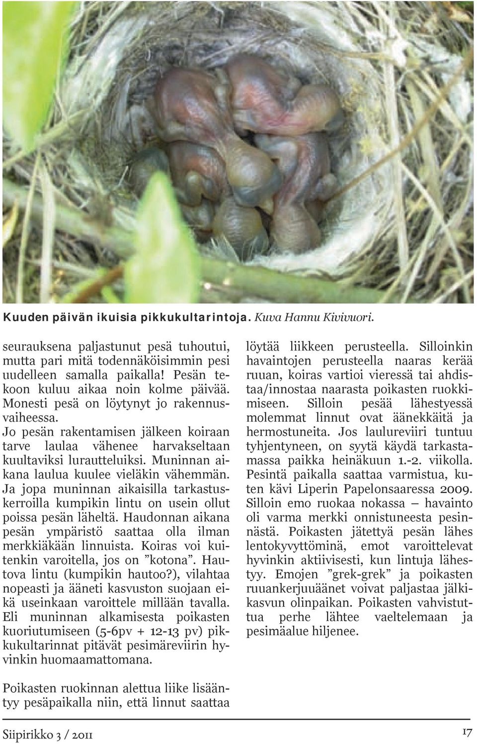 Muninnan aikana laulua kuulee vieläkin vähemmän. Ja jopa muninnan aikaisilla tarkastuskerroilla kumpikin lintu on usein ollut poissa pesän läheltä.
