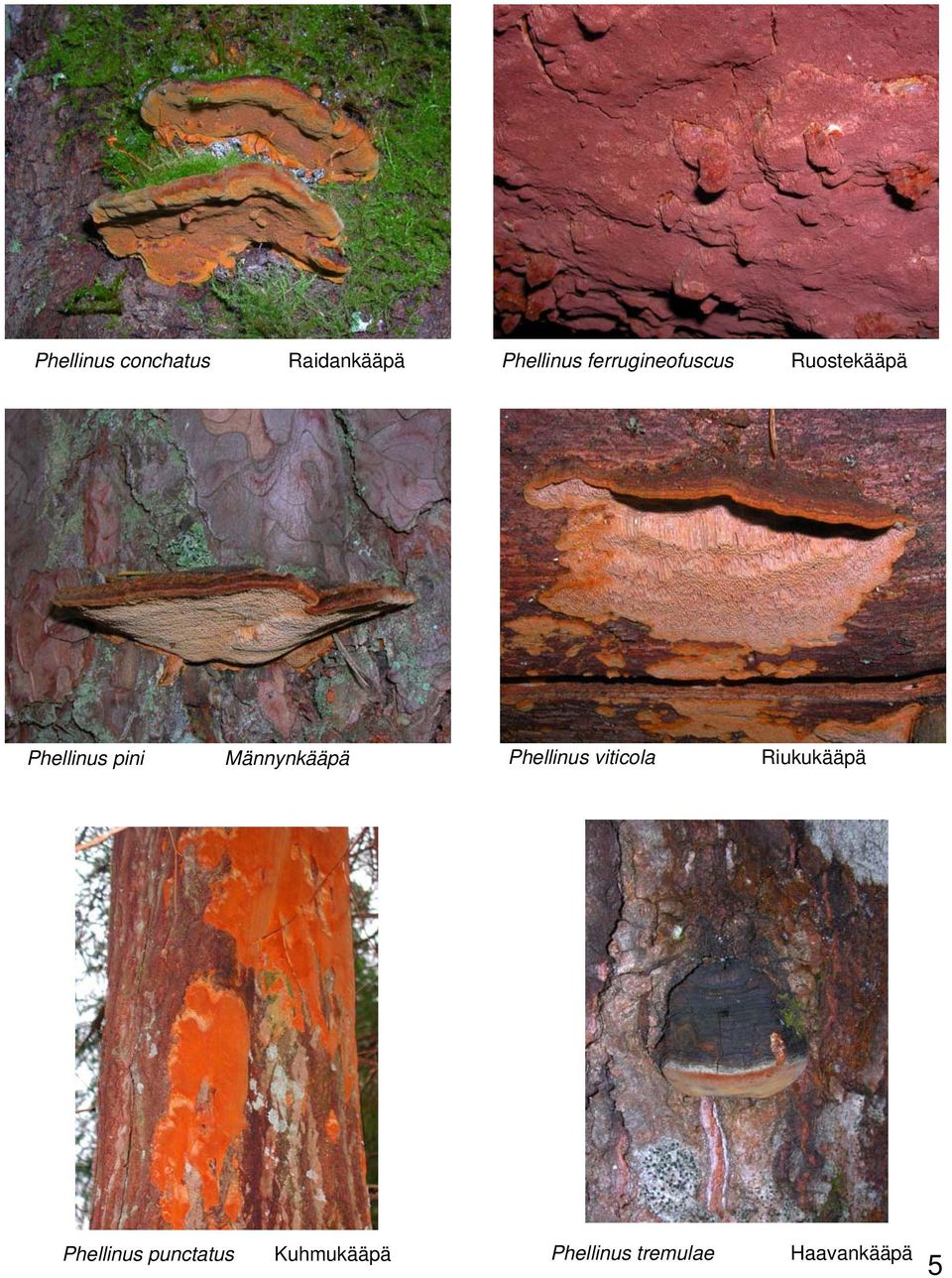 Männynkääpä Phellinus viticola Riukukääpä