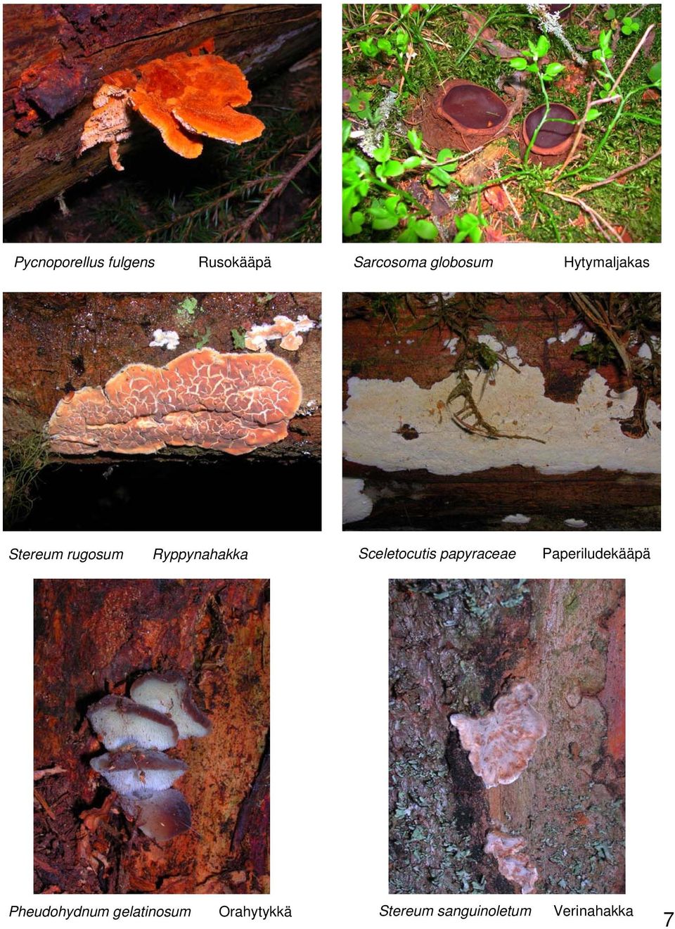 Sceletocutis papyraceae Paperiludekääpä