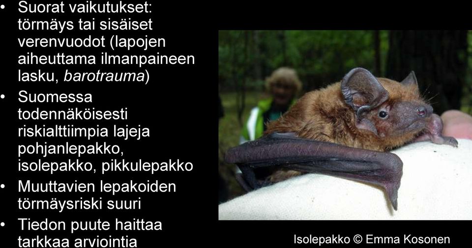 lajeja pohjanlepakko, isolepakko, pikkulepakko Muuttavien lepakoiden