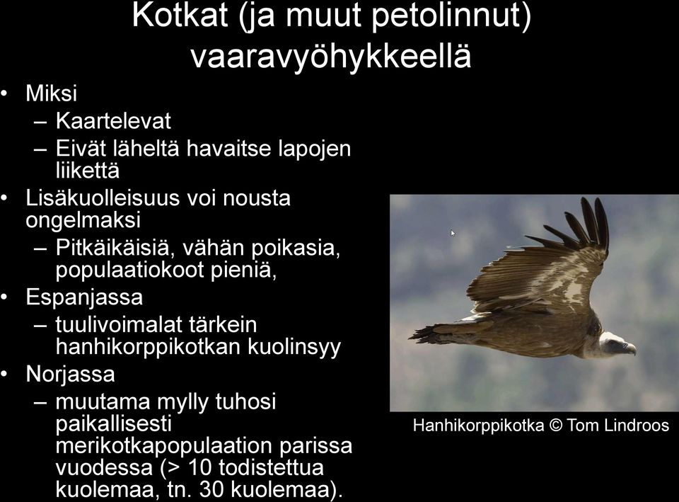 tuulivoimalat tärkein hanhikorppikotkan kuolinsyy Norjassa muutama mylly tuhosi paikallisesti