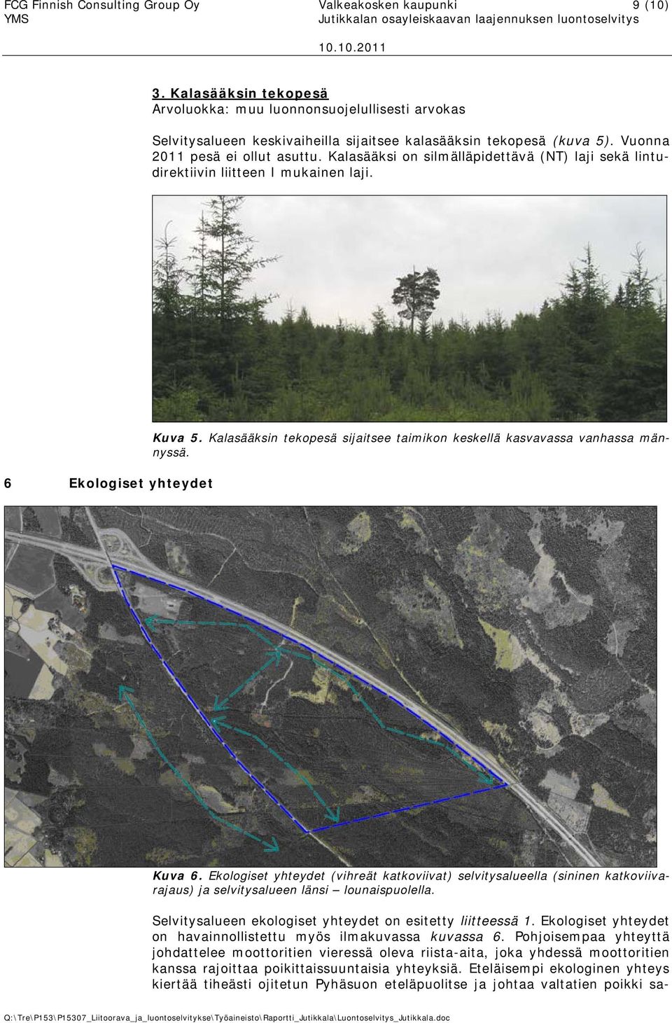 Kalasääksi on silmälläpidettävä (NT) laji sekä lintudirektiivin liitteen I mukainen laji. 6 Ekologiset yhteydet Kuva 5. Kalasääksin tekopesä sijaitsee taimikon keskellä kasvavassa vanhassa männyssä.