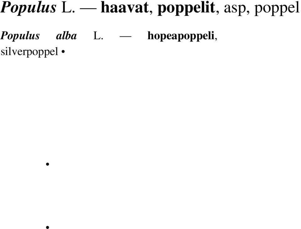 asp, poppel Populus