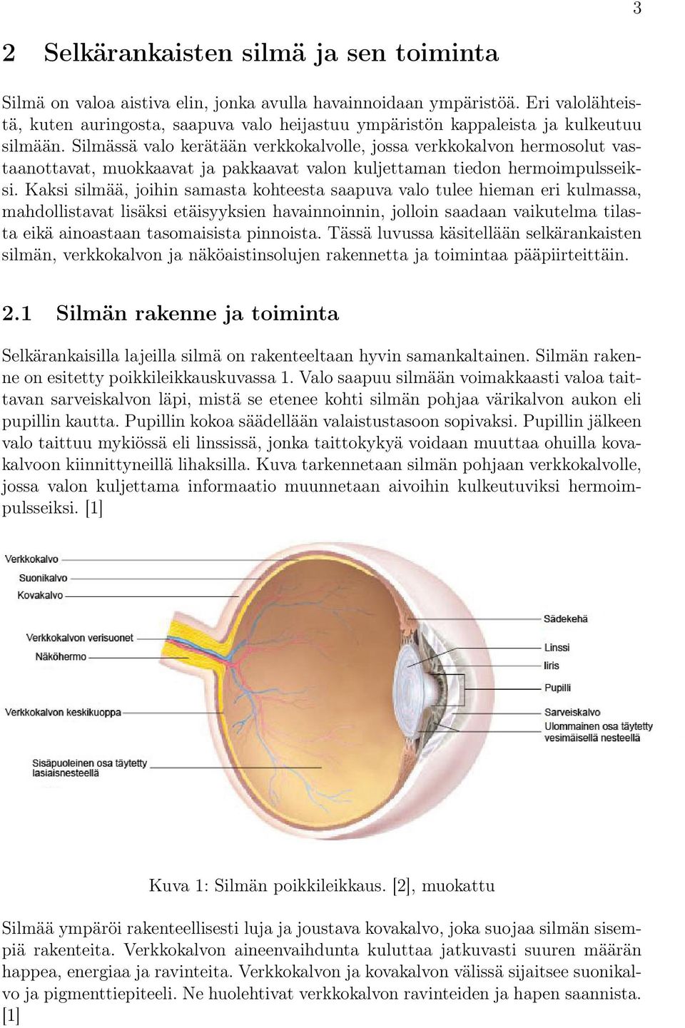 Silmässä valo kerätään verkkokalvolle, jossa verkkokalvon hermosolut vastaanottavat, muokkaavat ja pakkaavat valon kuljettaman tiedon hermoimpulsseiksi.