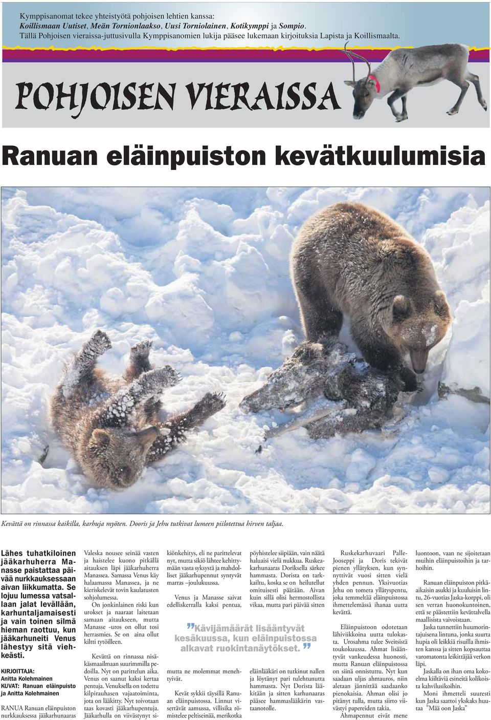 Dooris ja Jehu tutkivat lumeen piilotettua hirven taljaa. Lähes tuhatkiloinen jääkarhuherra Manasse paistattaa päivää nurkkauksessaan aivan liikkumatta.