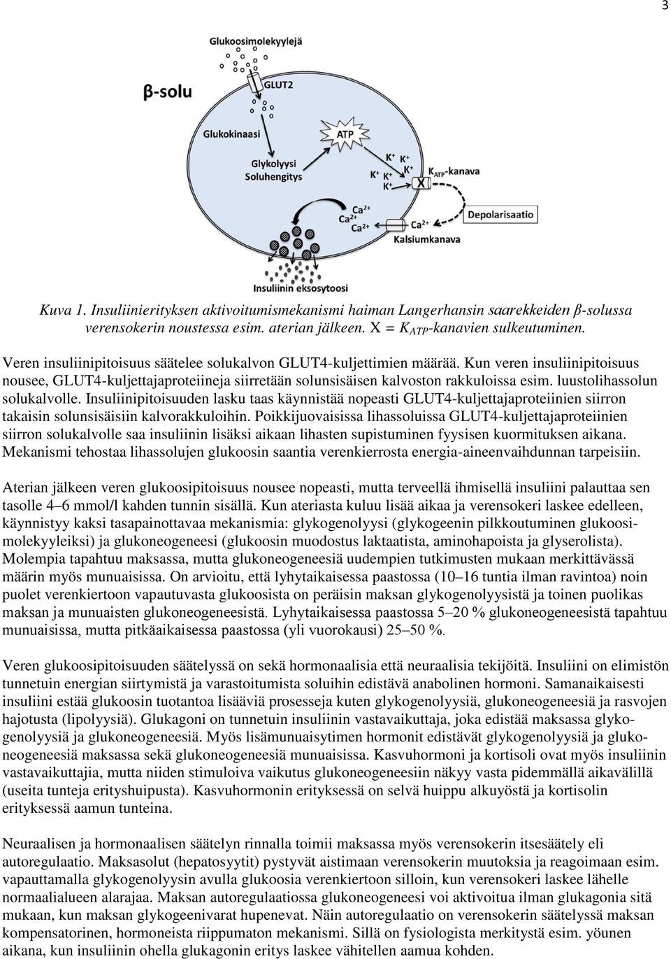 luustolihassolun solukalvolle. Insuliinipitoisuuden lasku taas käynnistää nopeasti GLUT4-kuljettajaproteiinien siirron takaisin solunsisäisiin kalvorakkuloihin.