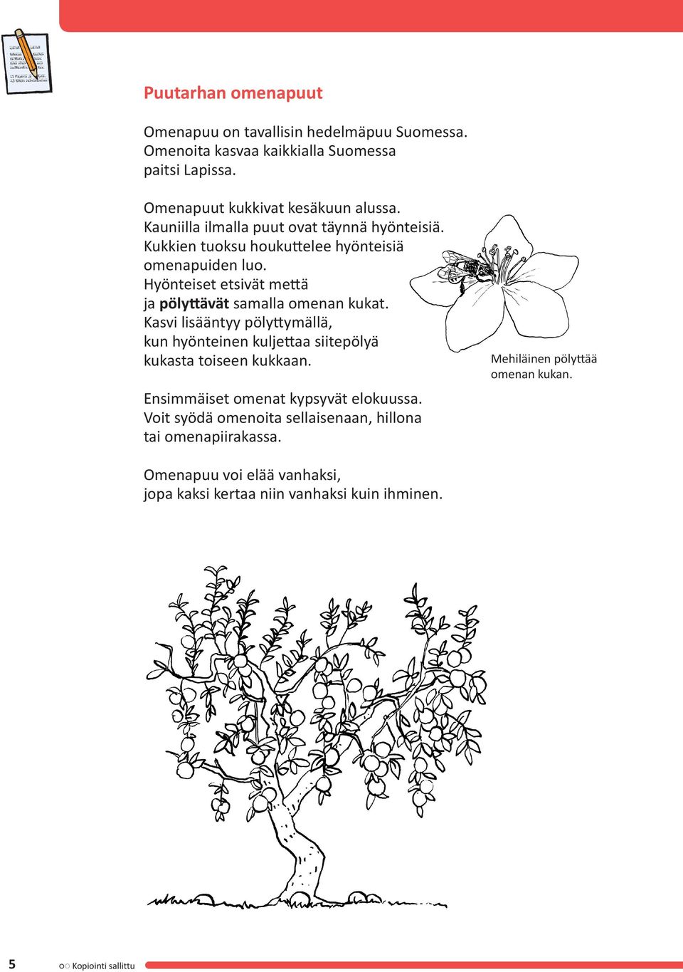 Hyönteiset etsivät mettä ja pölyttävät samalla omenan kukat. Kasvi lisääntyy pölyttymällä, kun hyönteinen kuljettaa siitepölyä kukasta toiseen kukkaan.