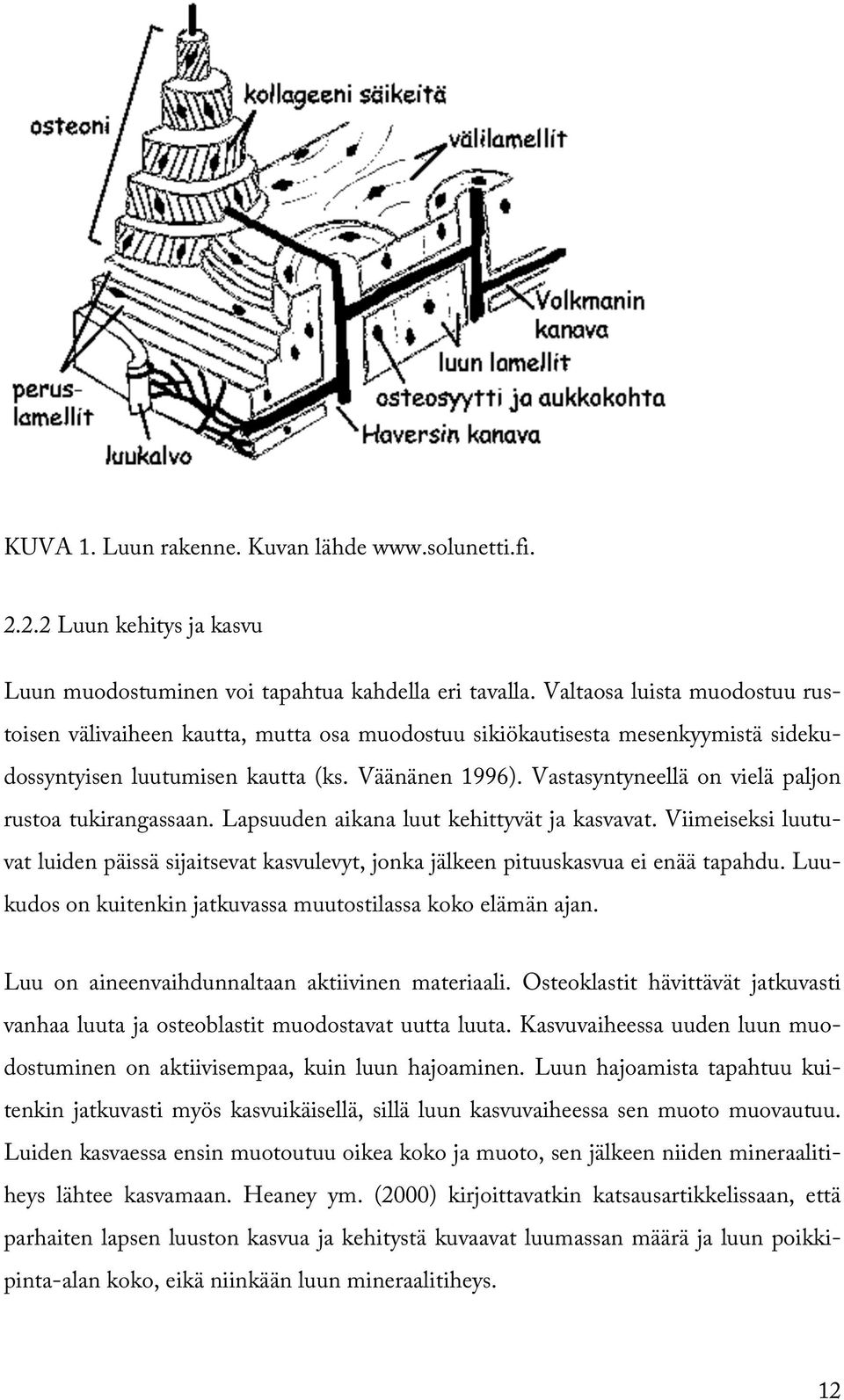 Vastasyntyneellä on vielä paljon rustoa tukirangassaan. Lapsuuden aikana luut kehittyvät ja kasvavat.