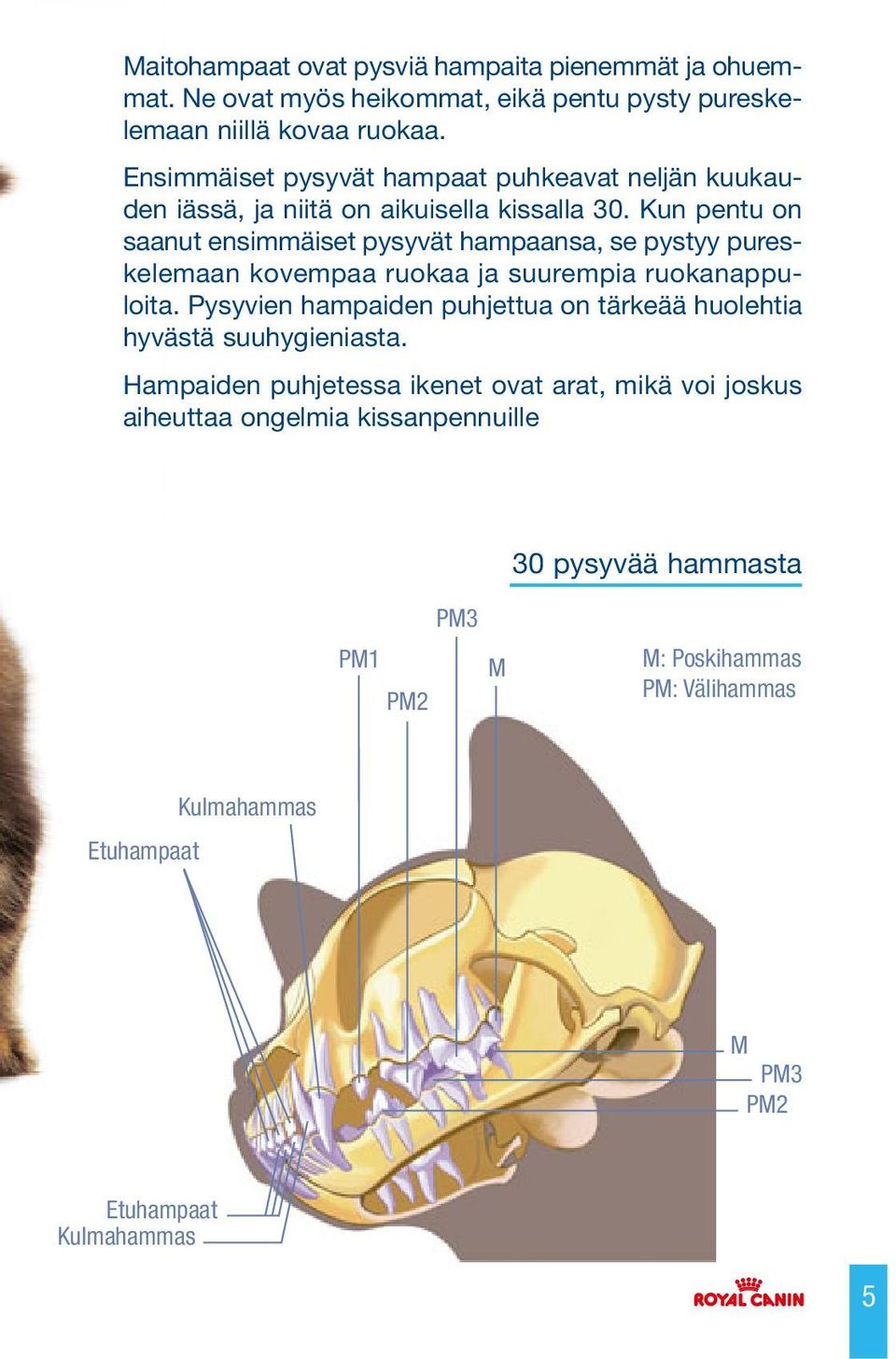 Kun pentu on saanut ensimmäiset pysyvät hampaansa, se pystyy pureskelemaan kovempaa ruokaa ja suurempia ruokanappuloita.