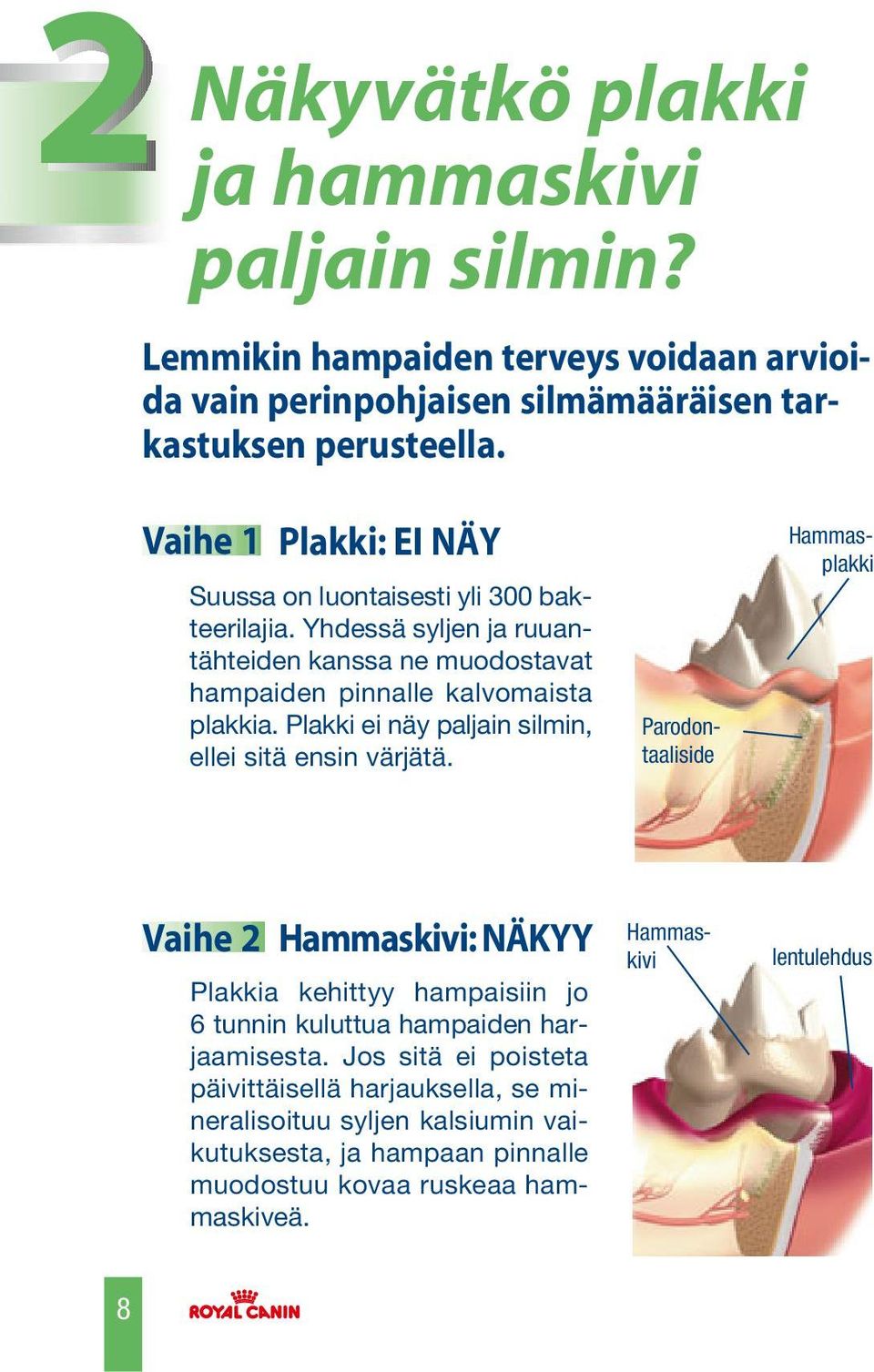 Plakki ei näy paljain silmin, ellei sitä ensin värjätä. Vaihe 2 Hammaskivi: NÄKYY Plakkia kehittyy hampaisiin jo 6 tunnin kuluttua hampaiden harjaamisesta.