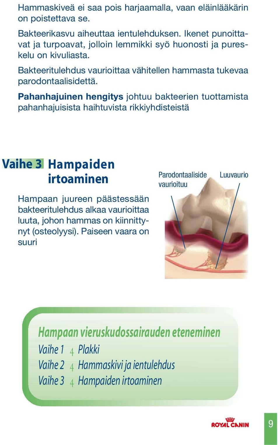 Pahanhajuinen hengitys johtuu bakteerien tuottamista pahanhajuisista haihtuvista rikkiyhdisteistä Vaihe 3 Hampaiden irtoaminen Hampaan juureen päästessään bakteeritulehdus alkaa