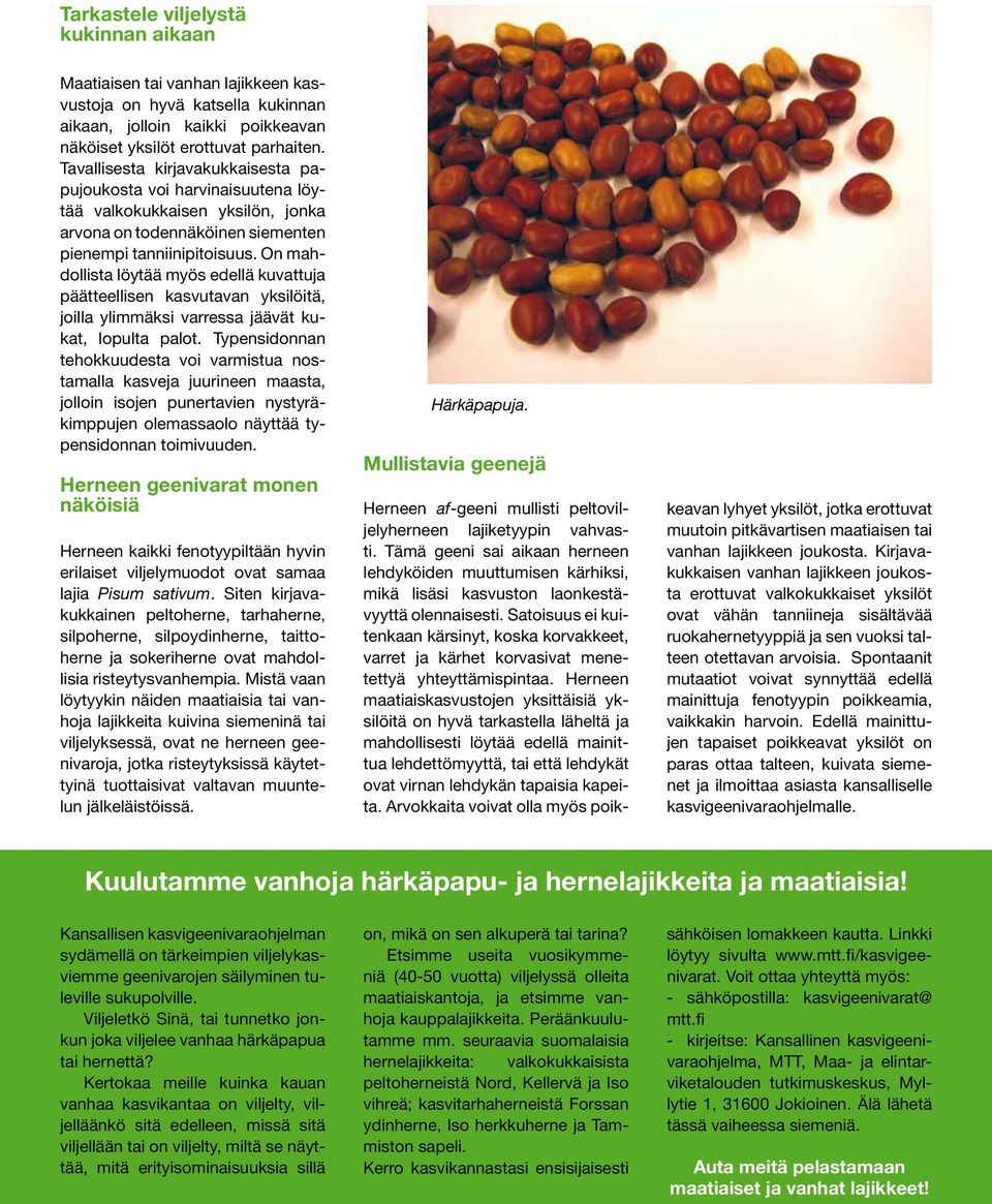 On mahdollista löytää myös edellä kuvattuja päätteellisen kasvutavan yksilöitä, joilla ylimmäksi varressa jäävät kukat, lopulta palot.