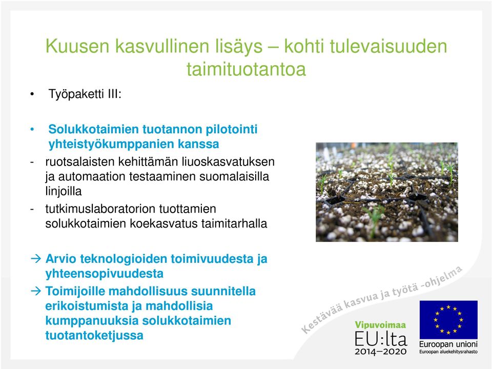 linjoilla - tutkimuslaboratorion tuottamien solukkotaimien koekasvatus taimitarhalla Arvio teknologioiden toimivuudesta