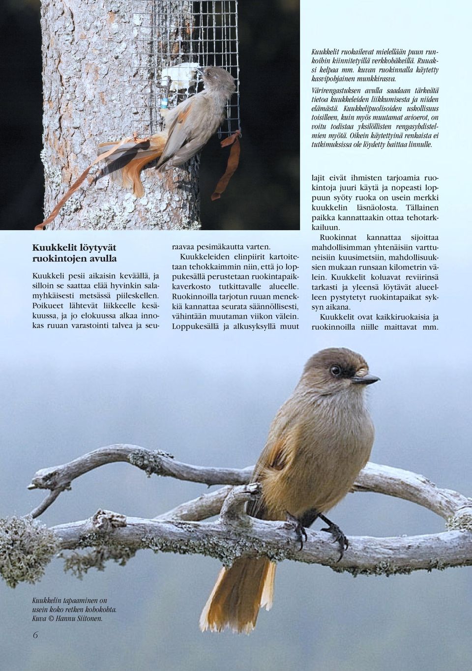 Kuukkelipuolisoiden uskollisuus toisilleen, kuin myös muutamat avioerot, on voitu todistaa yksilöllisten rengasyhdistelmien myötä.