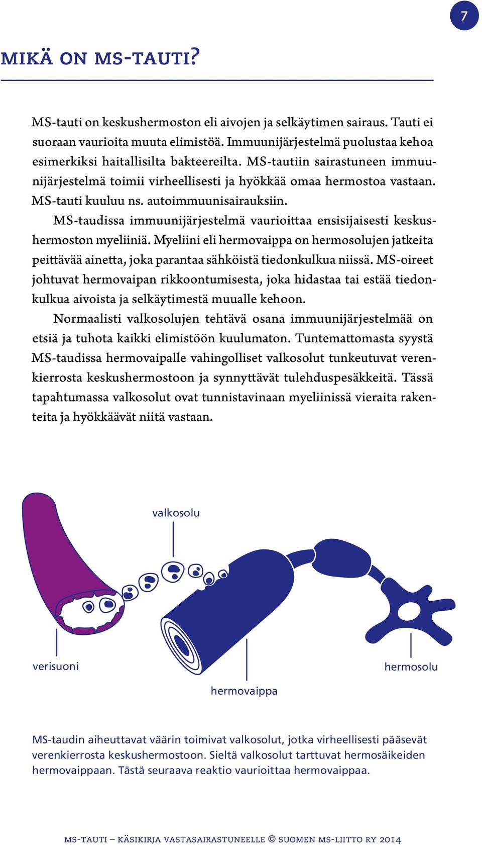 autoimmuunisairauksiin. MS-taudissa immuunijärjestelmä vaurioittaa ensisijaisesti keskushermoston myeliiniä.