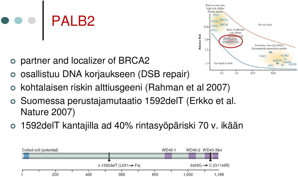 (Rahman et al 2007) Suomessa perustajamutaatio 1592delT